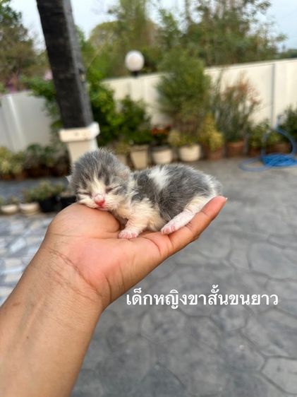 มันช์กิ้น (Munchkin) แมวมันช์กิ้นขาสั้น