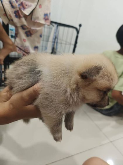 ชิวาวา (Chihuahua) เล็ก หาบ้าน ปอมผสมชิวาว่าเพศผู้ อายุ45 วัน