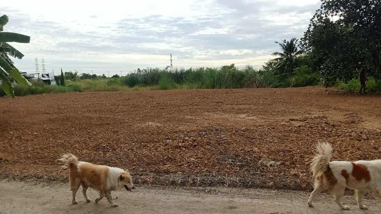 แบ่งขายที่ดินสวนเกษตรเขตคลองสามวาอยู่หลังม.เคซีการ์เดนโฮมนิมิตรใหม่แบ่งขายแปลงละ1ไร่เหลือ1แปลงเจ้าของขายเอง