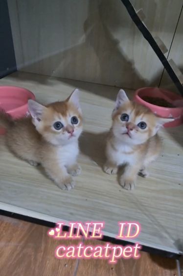 มันช์กิ้น (Munchkin) ลูกแมวมันซ์กิ้น ขาสั้น มันซ์กิ้น (Munchkin)