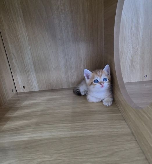 บริติช ชอร์ตแฮร์ (British Shorthair) British Shorthair 