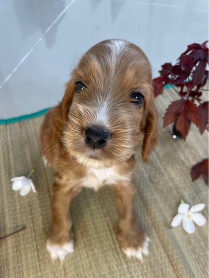 อื่นๆ กลาง English Cocker spaniel (อิงลิชค็อกเกอร์สเปเนียล)
