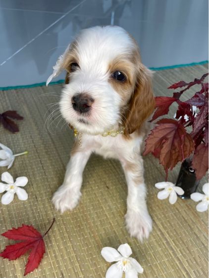 อื่นๆ กลาง English Cocker spaniel (อิงลิชค็อกเกอร์สเปเนียล)