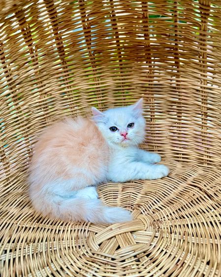 ลูกแมวเปอร์เชีย