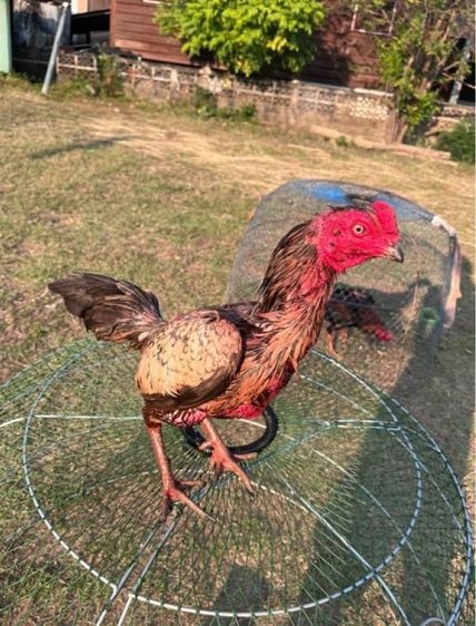 ไก่เยียร์