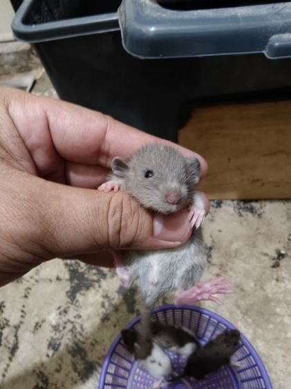 มีหนูดัมโบ้พร้อมย้ายบ้าน