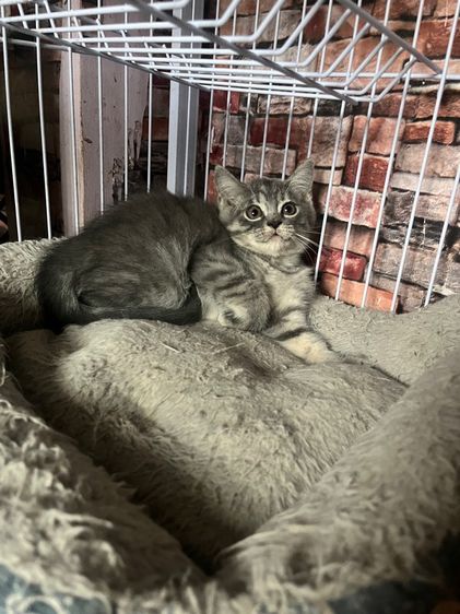 สก็อตติช โฟลด์ (Scottish Fold) หนุ่มลูกครึ่งพ่อสก็อตติชแม่อเมริกัน