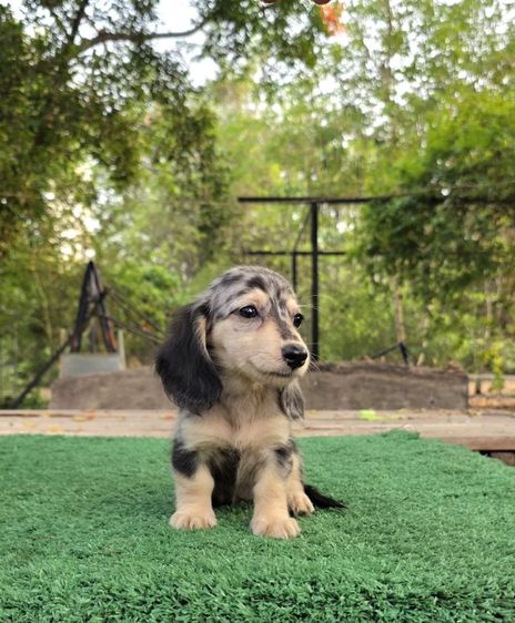 ดัชชุน หญิง แร็บบิทไซส์ รูปที่ 3