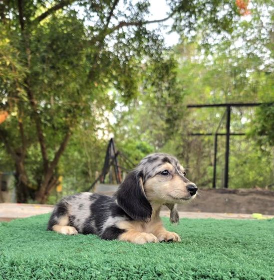 ดัชชุน หญิง แร็บบิทไซส์ รูปที่ 4