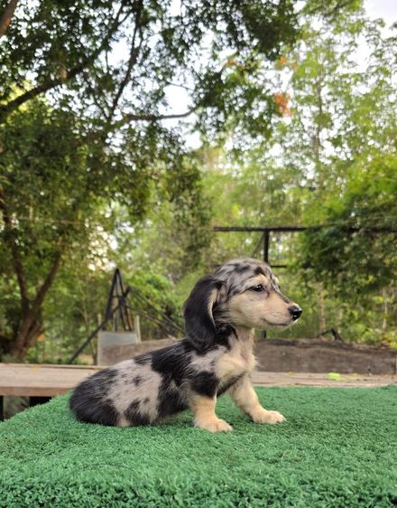 ดัชชุน หญิง แร็บบิทไซส์ รูปที่ 5