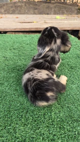 ดัชชุน หญิง แร็บบิทไซส์ รูปที่ 6