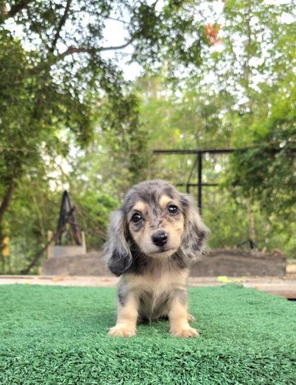 ดัชชุน (Dachshund) เล็ก ดัชชุน หญิง แร็บบิทไซส์