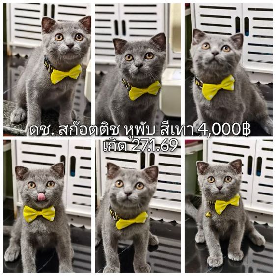   สก๊อตติช ลดราคา ด่วน  รูปที่ 11
