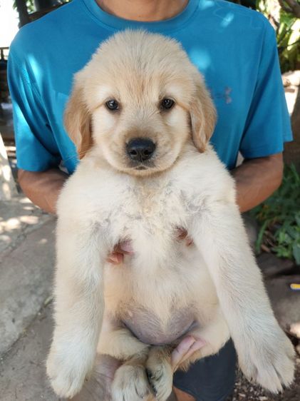 โกลเด้นรีทรีฟเวอร์ (Golden Retriever) ใหญ่ โกลเด้นรีทรีฟเวอร์  เมีย
