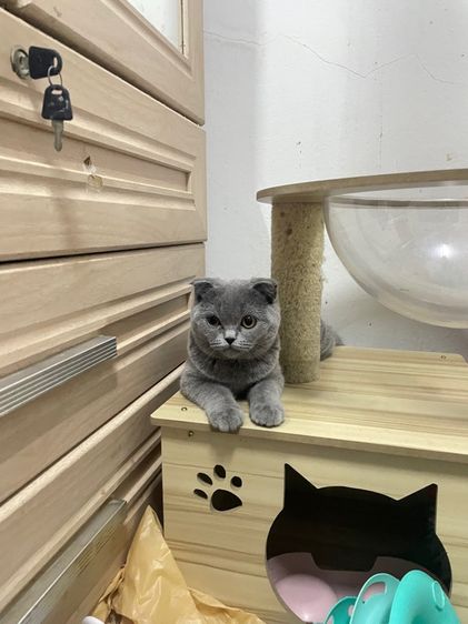 สก็อตติช โฟลด์ (Scottish Fold) เด็กหญิงสก๊อตติช