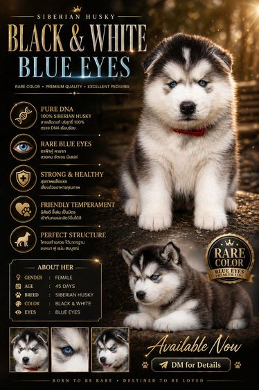 ไซบีเรียน ฮัสกี้ (Siberian Husky) เล็ก Black and White Siberian Husky  Top Quality