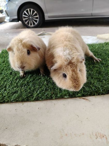 หนูแกสบี้ ตัวผู้ทั้ง2  พันธุ์เท็ดดี้สีครีม