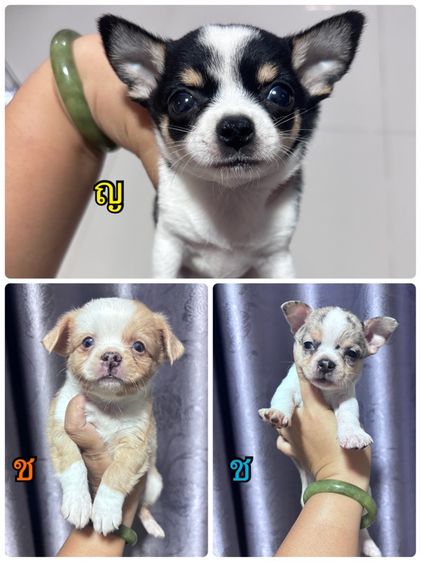 ชิวาวา (Chihuahua) เล็ก ❌❌ปิดหมด❌❌ชิวาว่า