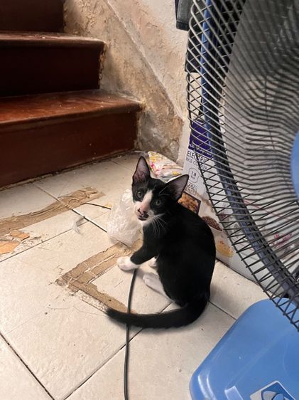 แมวไทย (Thai Cat) ลูกแมวหาบ้าน