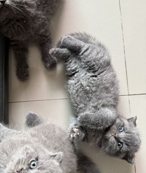 ขาสั้น บลู ญ😻😸