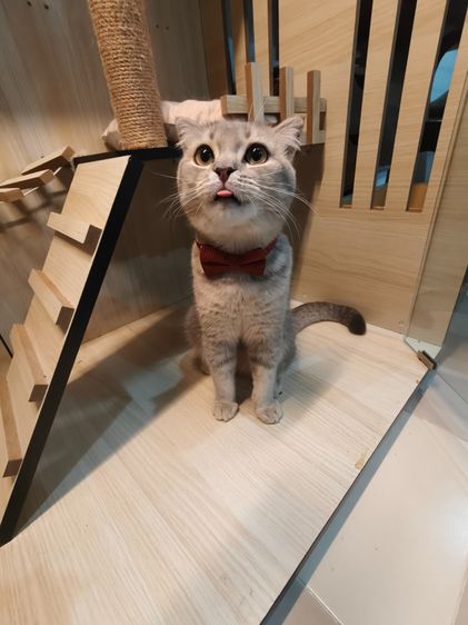 สก็อตติช โฟลด์ (Scottish Fold) พ่อพันธุ์แมวสก็อตติดแท้ให้ลูกเยอะ 11 เดือน