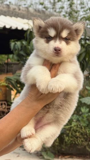 ไซบีเรียน ฮัสกี้ (Siberian Husky) เล็ก ไชบีเลีย