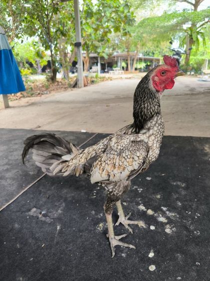 ไก่หนุ่มแววดี(มีคลิป)