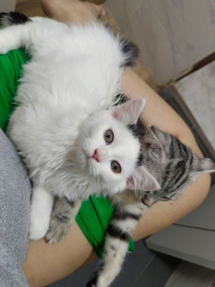 เปอร์เซีย (Persian) แมวเปอร์เซีย