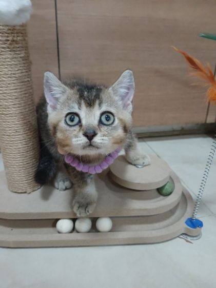 สก็อตติช โฟลด์ (Scottish Fold) สก็อตติชโฟลด์ เพศผู้