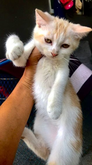 สก็อตติช โฟลด์ (Scottish Fold) แมวสก็อตติช