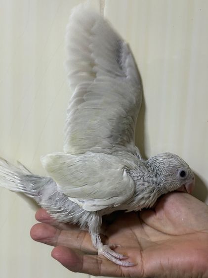 ลูกป้อนริงเน็ตพาสเทลเกรย์เลสวิง