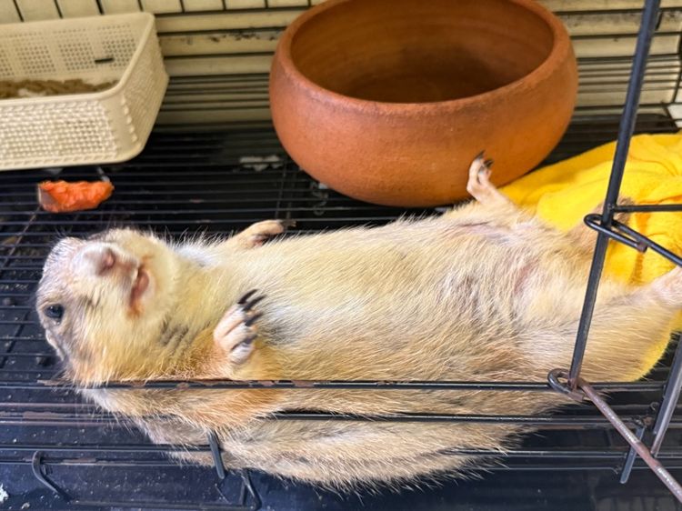 แพรรี่ด็อก