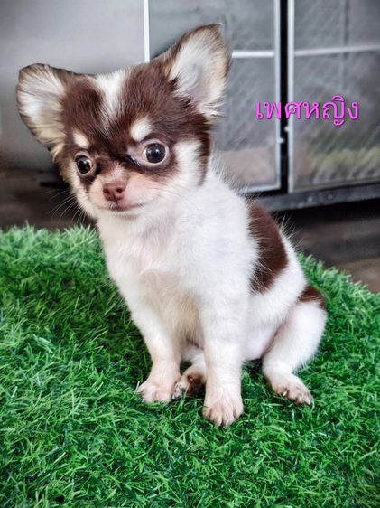 ชิวาวา (Chihuahua) เล็ก ลูกสุนัขชิวาวาขนยาว