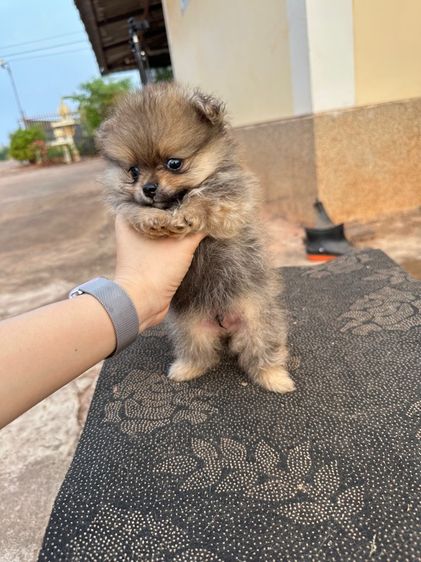 ปอมเมอเรเนี่ยน รูปที่ 5