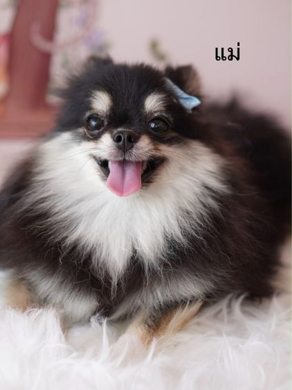 ปอมเมอเรเนี่ยน รูปที่ 6