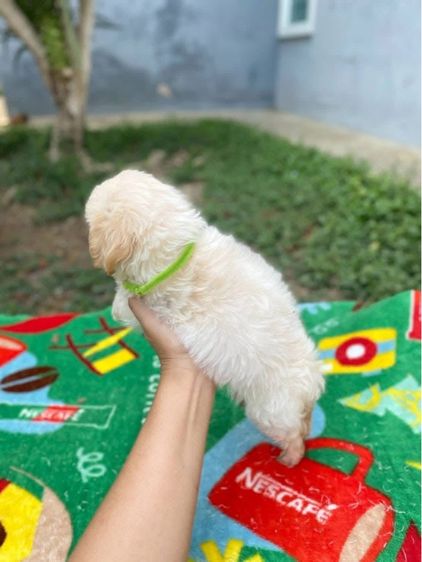 น้องหมาหน้าตุ๊กตา ขนฟู สีครีม รูปที่ 3