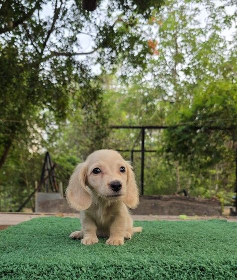 ดัชชุน (Dachshund) เล็ก ดัชชุน หญิงแร็บบิทไซส์