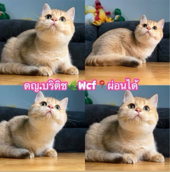 บริติช ชอร์ตแฮร์ (British Shorthair) บริติช🌿wcf25,000📍ผ่อนไปเลี้ยงไป