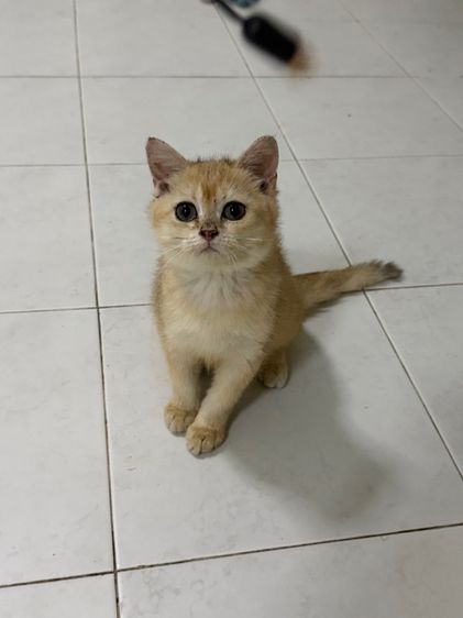 อื่นๆ แมวบริติช ญ