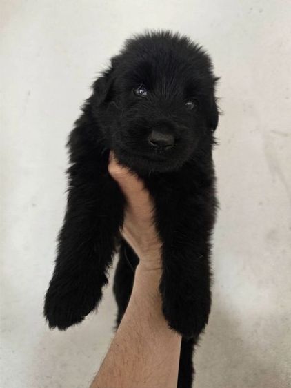เยอรมันเชพเพิร์ด (German Shepherd) ใหญ่ เปิดจองลูกสุนัขเยอรมันเชพเพิร์ดสีดำล้วน