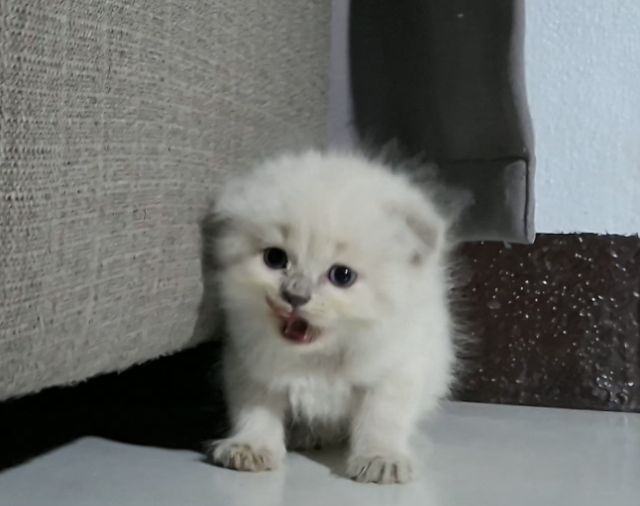 มันช์กิ้น (Munchkin) หาบ้านให้น้องแมวมั้นช์กิ้นหิมาลายันแต้มครบพ้อยท์สวยฟอร์กลมๆน่ารักมากๆ
