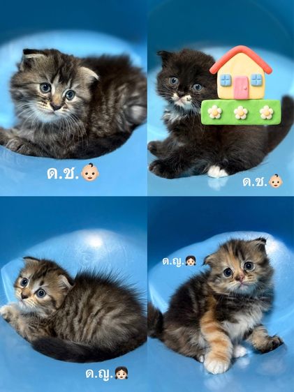 ลูกแมวสก็อตติช