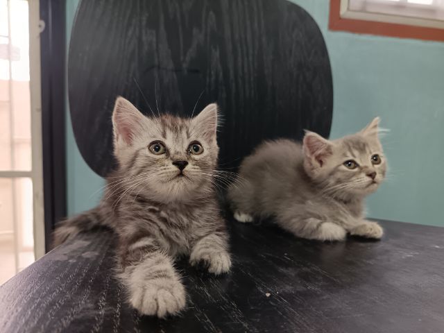 อเมริกัน ชอร์ตแฮร์ (American Shorthair) แมวอเมริกั​นช็อต​ผสม