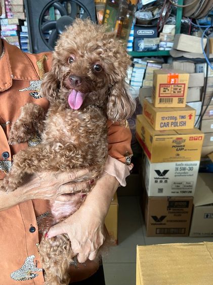 พุดเดิ้ล (Poodle) กลาง พ่อพันธุ์พุดเดิ้ลแท้ สีน้ำตาลแดง