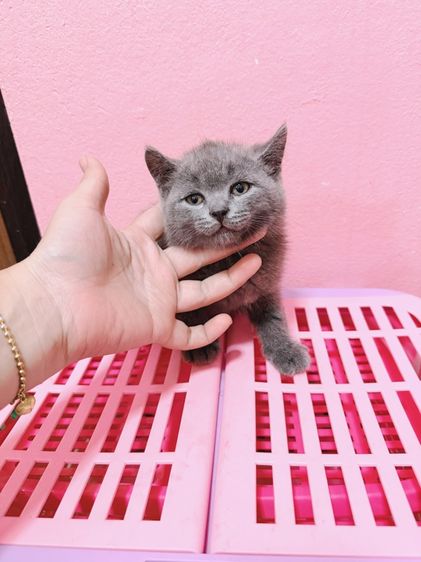 บริติช ชอร์ตแฮร์ (British Shorthair) บริติช 