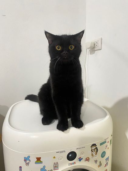 หาบ้านให้น้องแมวสก๊อตติสแท้6เดือน รูปที่ 3