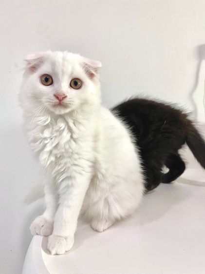 สก็อตติช โฟลด์ (Scottish Fold) หาบ้านให้น้องแมวสก๊อตติสแท้6เดือน