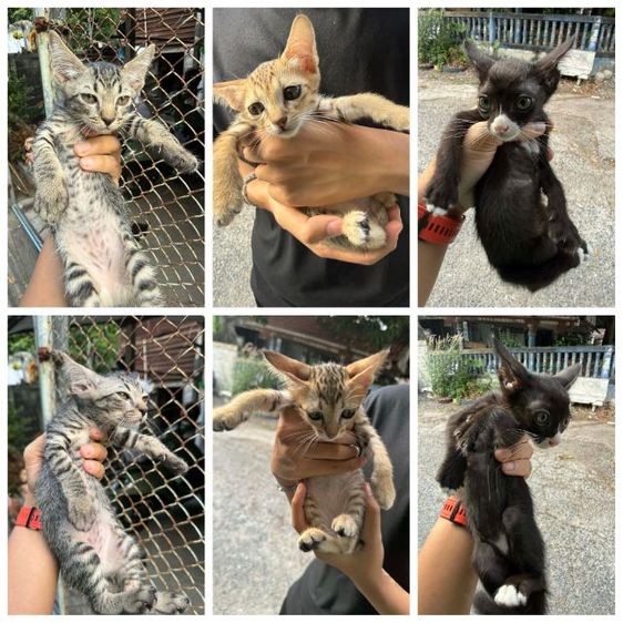 แมวไทย (Thai Cat) ลูกแมวจร ตัวเมีย อายุ 3 เดือน