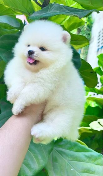ปอมๆ 