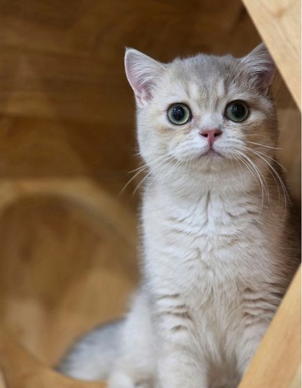 บริติช ชอร์ตแฮร์ (British Shorthair) บริติช ช๊อตแฮร์
